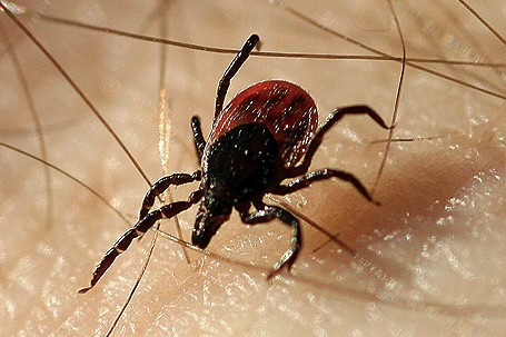 Deer Tick (Ixodes Scapularis).