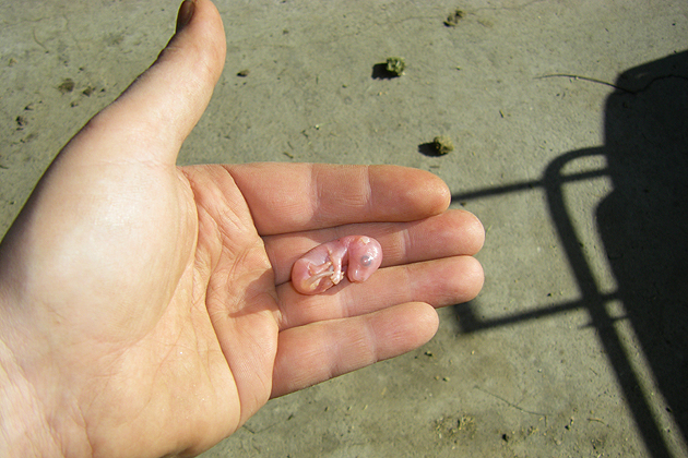 A tammar wallaby at about two weeks of age.