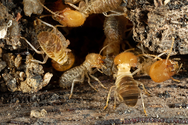 Termites at a small hole in the timber of an old wooden table (about twice life-size).Stock image