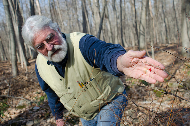 Tom Worthley, assistant extension professor in the department of extension in the College of Agriculture and Natural Resources,reaches for a berry on Japanese Barberry bush in the UConn forest near Horsebarn Hill. (Ariel Dowski/UConn Photo)