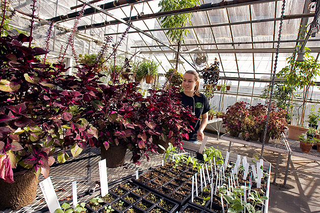 A student waters plants at the Ecology and Evolutionary Biology Greenhouse. (FJG Photography for UConn)