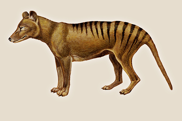 Tasmanian Tiger (Encyclopedia Britannica Inc.)