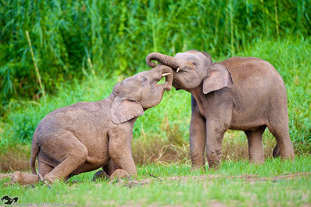 Two of the remaining 2000 pygmy elephants on the island of Borneo. (Photo: Benoit Goossens)