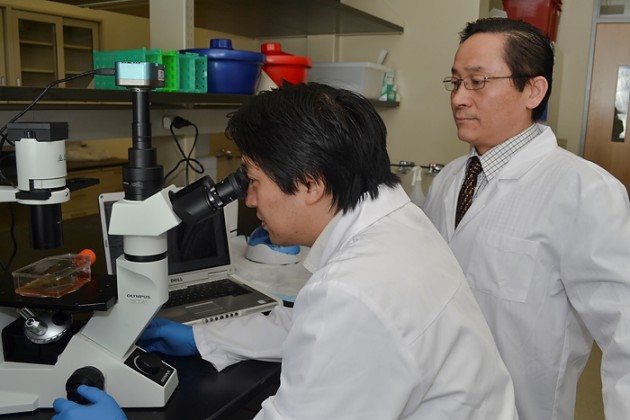 From left, Drs. Xiaofang Wang and Ren-He Xu of ImStem Biotechnology, a UConn spin out developing novel therapies using stem cells, that was recently issued a patent for human embryonic stem cell derived mesenchymal stem cells and the method of producing the stem cells. (Tina Encarnacion/UConn Health File Photo)