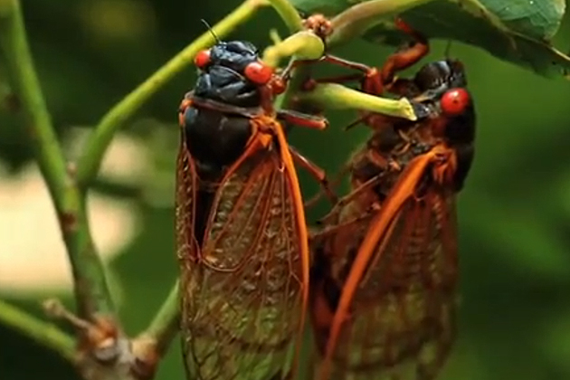 cicada