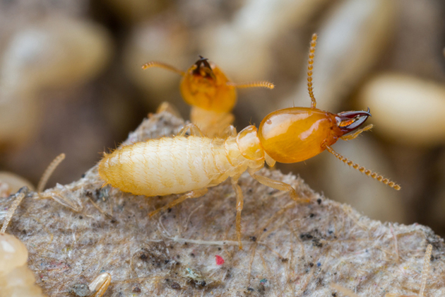 Close up of termite