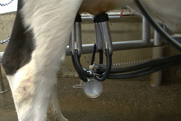 The University’s milk production makes it an important contributor to the region’s dairy industry. (Bret Eckhardt/UConn Photo)