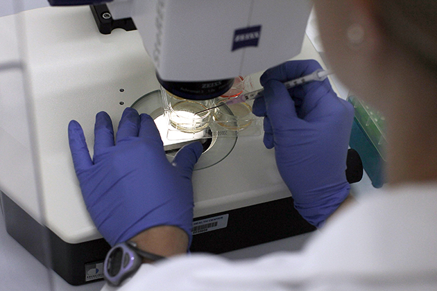 Assistant professor of genetics and developmental biology Stormy Chamberlain works on stem cells at the University of Connecticut`s (UConn) Stem Cell Institute at UConn Health. (File photo)