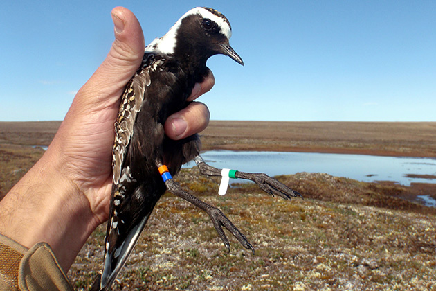 Each year, 500,000 American golden plovers fly between Arctic North American and South America. These birds may carry hundreds of thousands of microscopic plant parts, called diaspores, in their feathers. (Photo by Jean-François Lamarre)