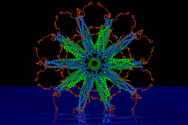 A computer image of a self-assembling protein nanoparticle that relies on rigid protein structures called 'coiled coils' (blue and green in the image) to create a stable framework upon which scientists can attach malaria parasite antigens. (Image courtesy of Peter Burkhard)