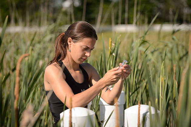 Emily McInerney '15 (CAHNR) takes air samples from wetland plots near the Kellogg Dairy Center on June 24, 2014. (Peter Morenus/UConn Photo)