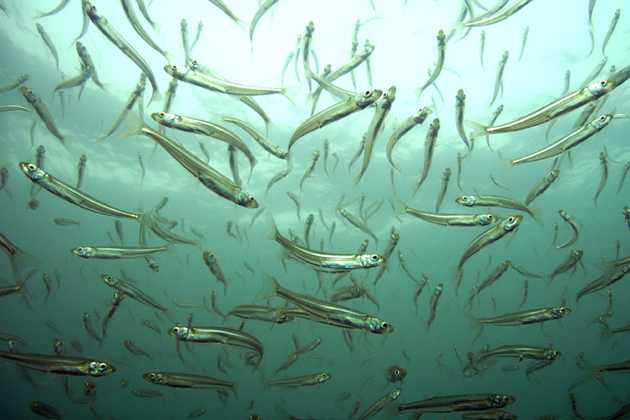 The Atlantic Silverside, Menidia menidia. (Photo courtesy of: Chris Pickerell, Cornell Cooperative Extension of Suffolk County, Seagrassli.org)