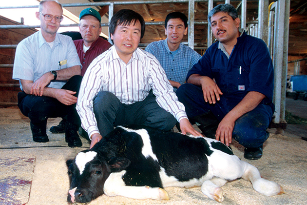 A UConn research team led by Xianshong 'Jerry' Yang, center, developed the world's first cloned cow, Amy, in 1999. (Peter Morenus/UConn File Photo)