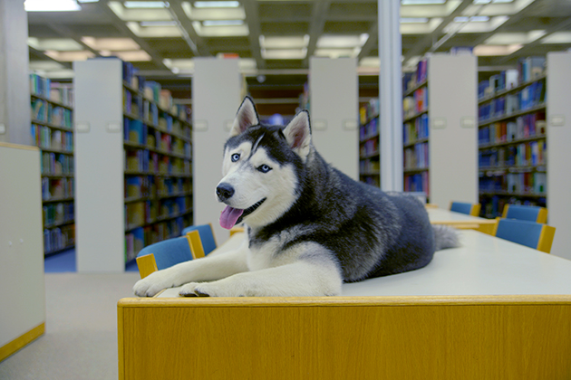 Jonathan XIV waits in Homer Babbidge Library for the students to return. (Angelina Reyes/UConn Photo)