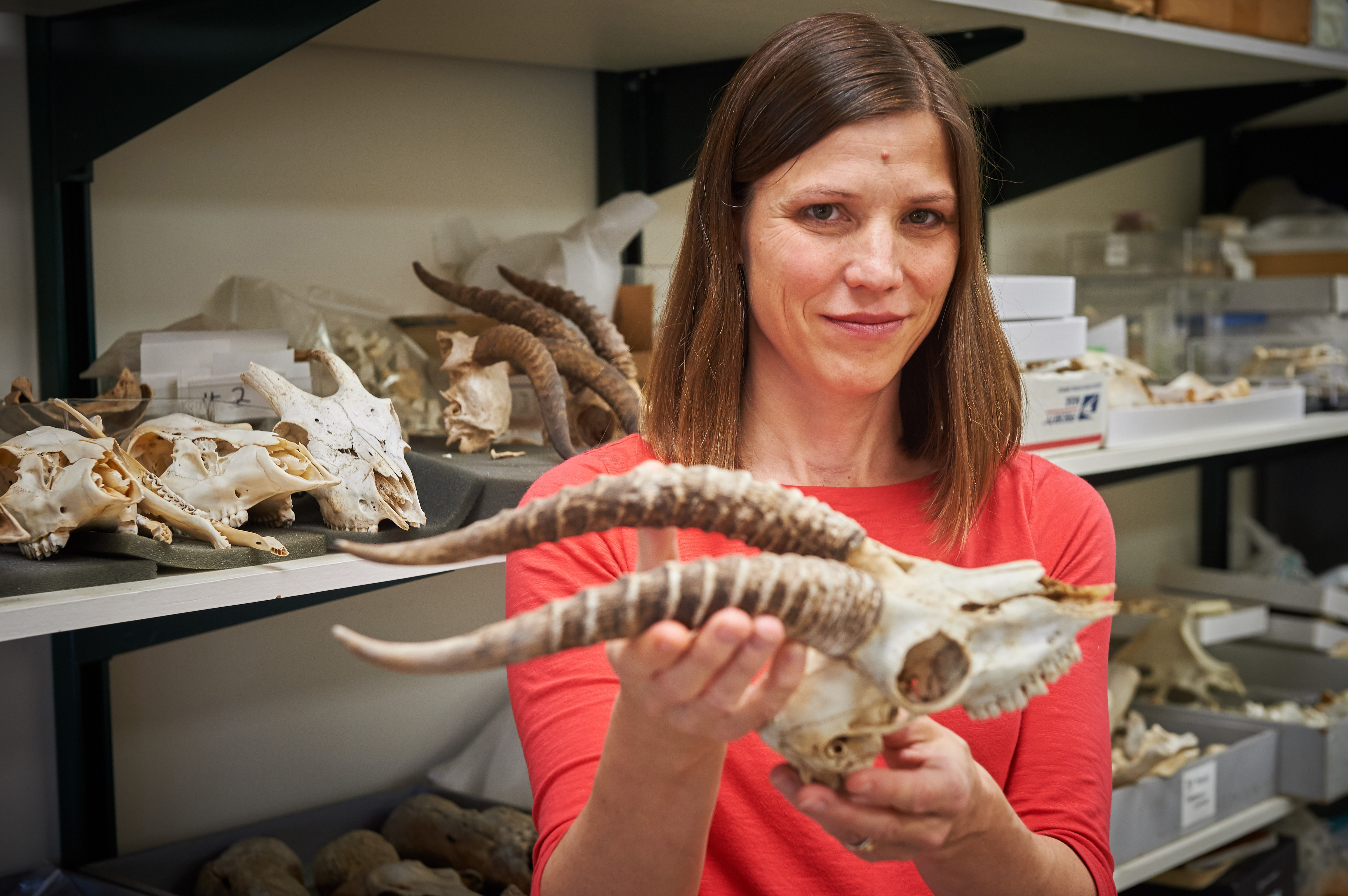 Natalie Munro, professor of anthropology, at her lab in Beach Hall on Oct. 20, 2015. (Peter Morenus/UConn Photo)