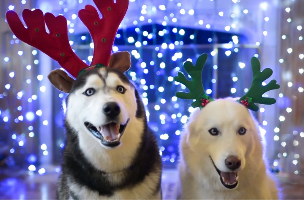 Jonathan XIV and Jonathan XIII wearing deer antlers for the holidays. (Elizabeth Caron/UConn Photo)