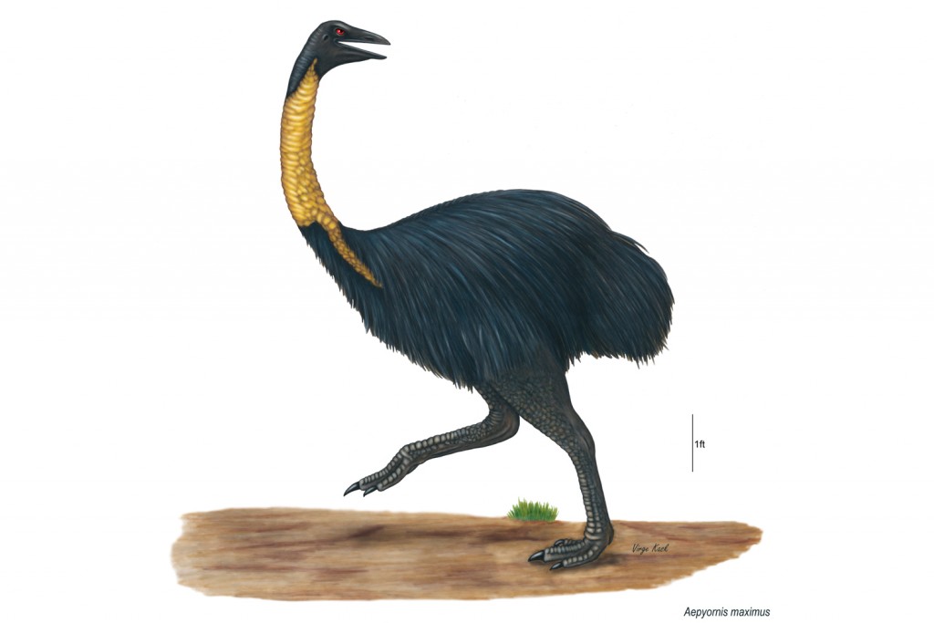 Elephant bird illustration