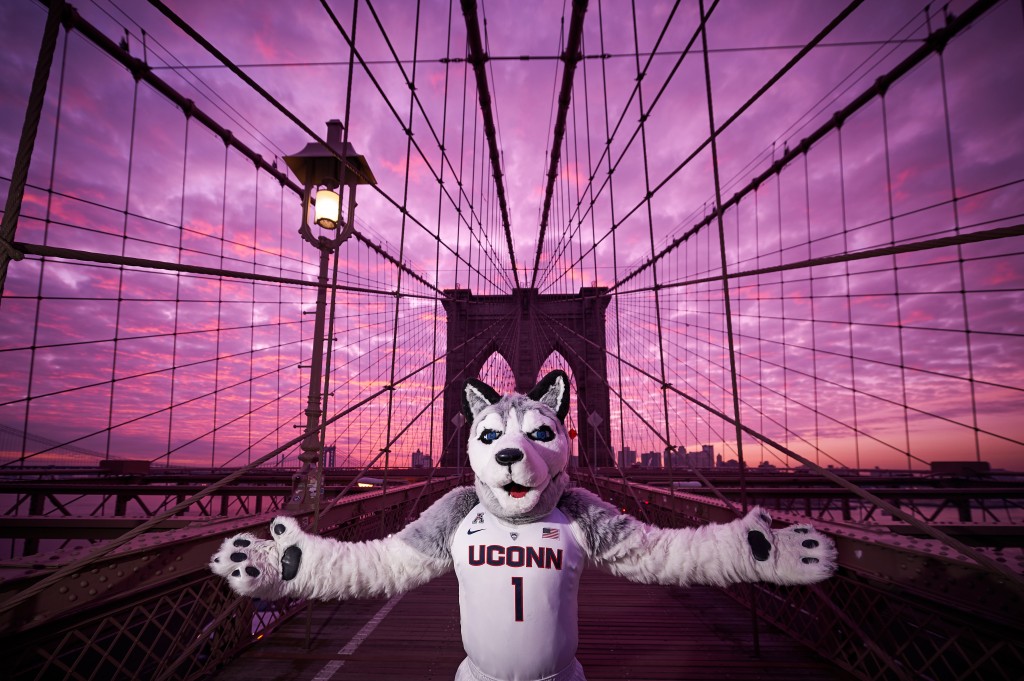 Jonathan the husky walks along the Brooklyn Bridge on Jan. 15, 2016. (Peter Morenus/UConn Photo)