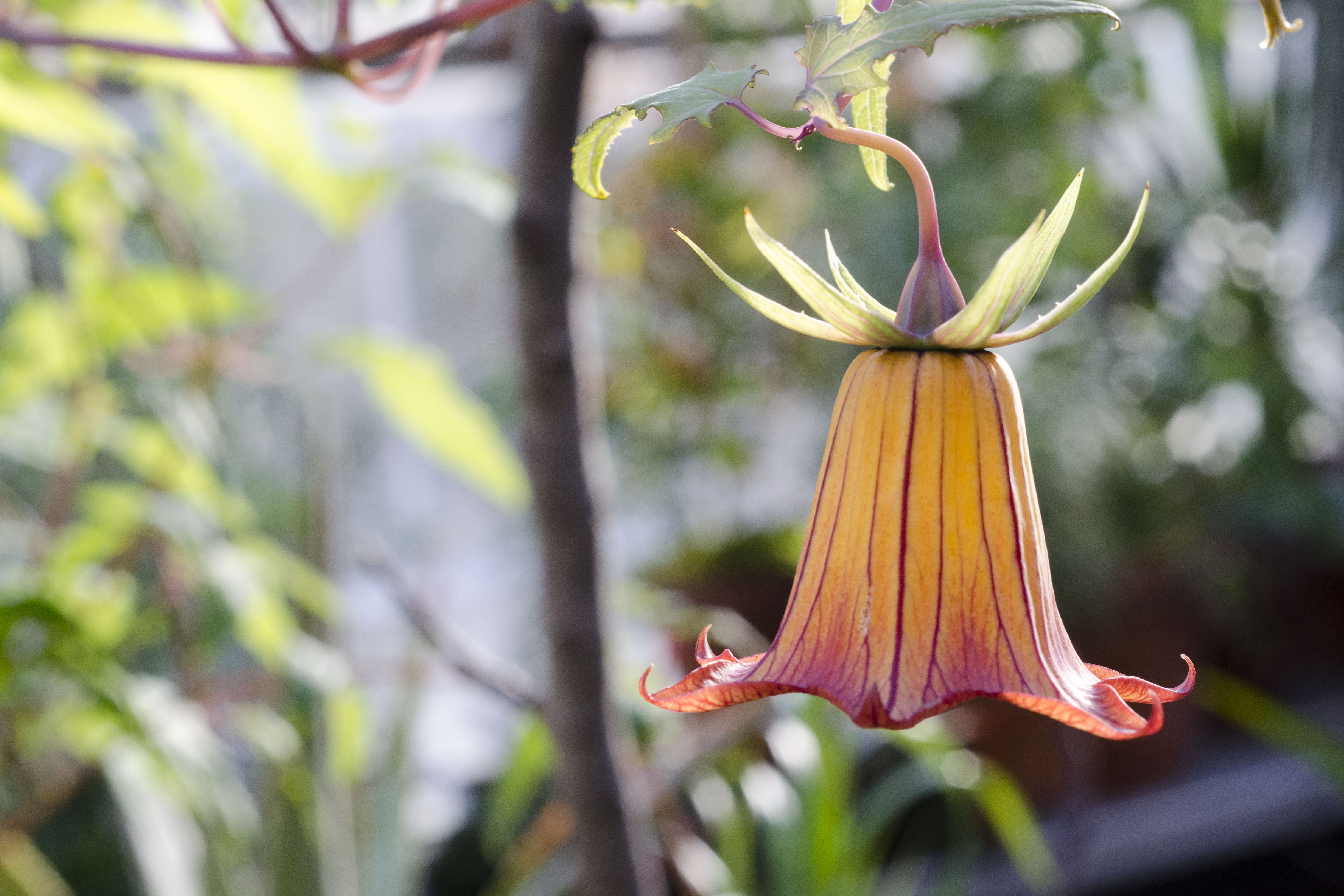 February is the perfect time to visit the Ecology & Evolutionary Biology Greenhouses. Here's a sneak peek. (Amy Jorgensen '17 (SFA)/UConn Photo)