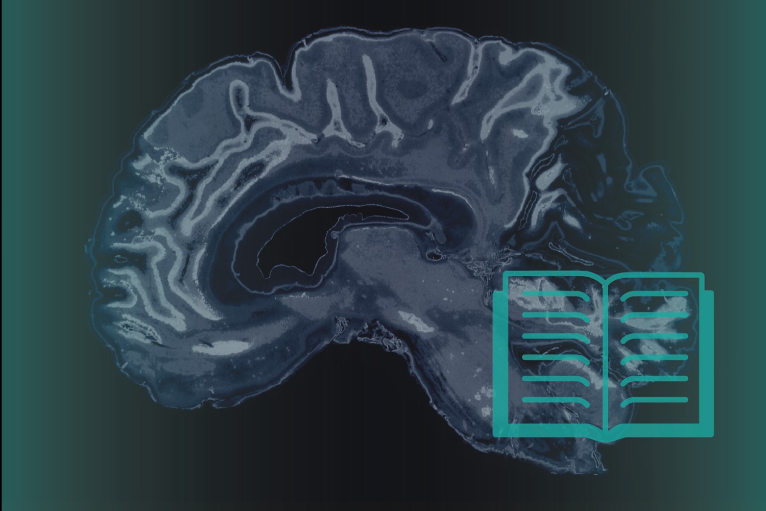 Graphic representing reading and the brain. (Christa Tubach/UConn Image)