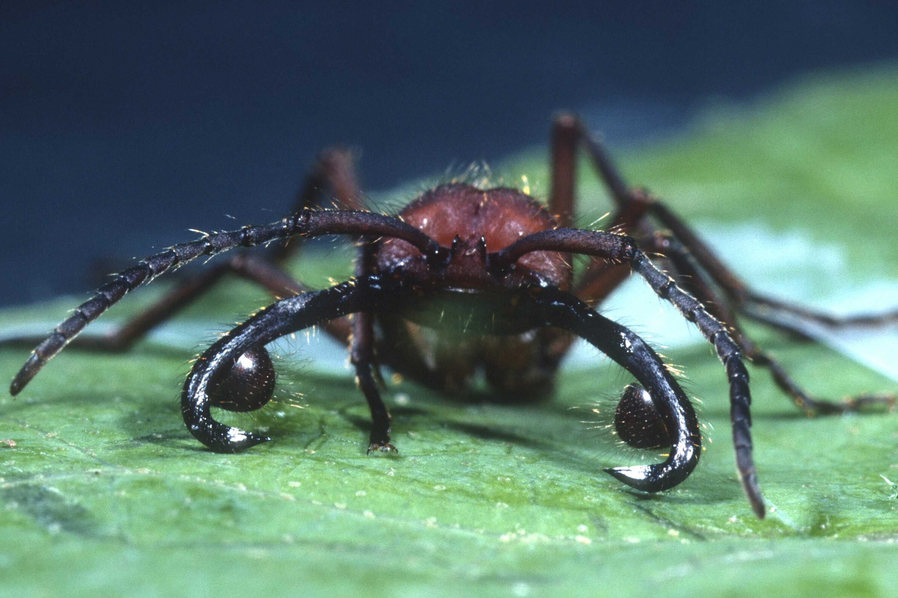 Mites on ant mandible. (Carl Rettenmeyer/UConn Photo)