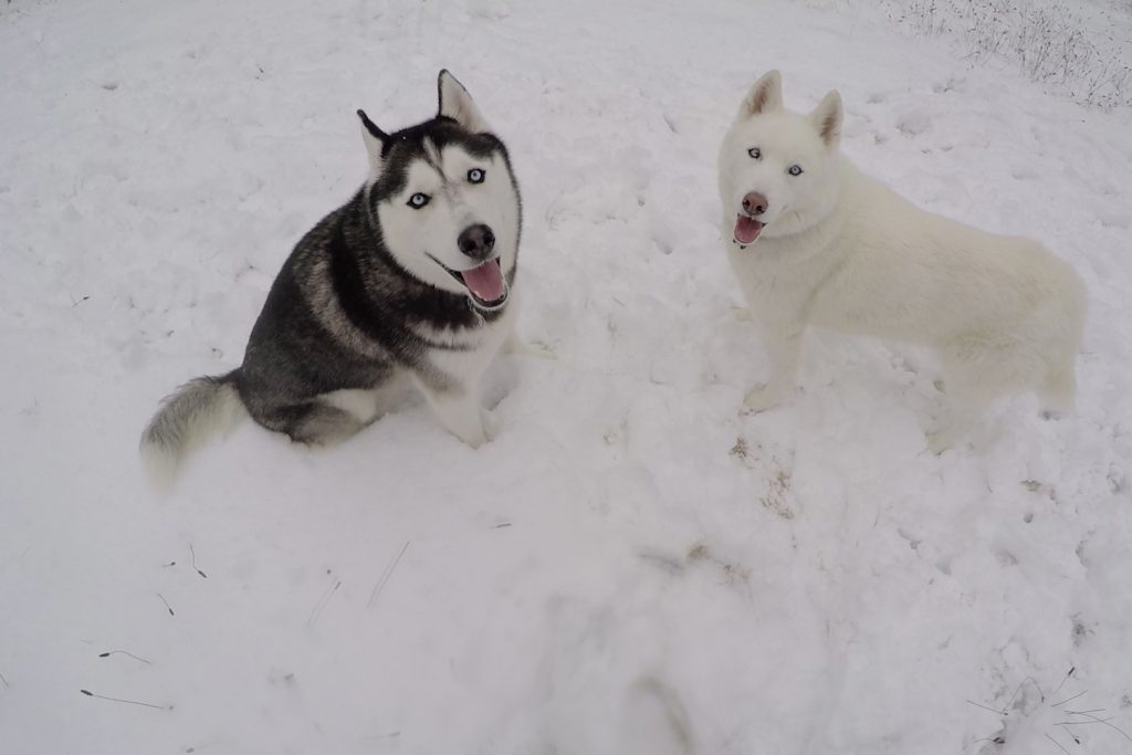 The Jonathans in the snow. (UConn Photo)