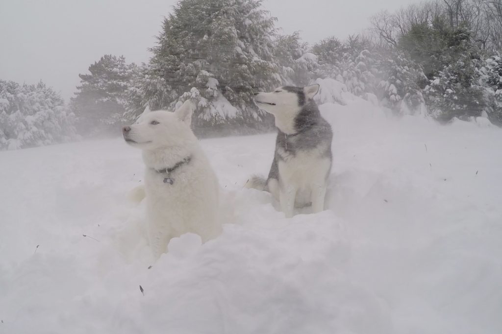 Jonathan XIII, left, and Jonathan XIV in the snow, on Feb. 9, 2017.