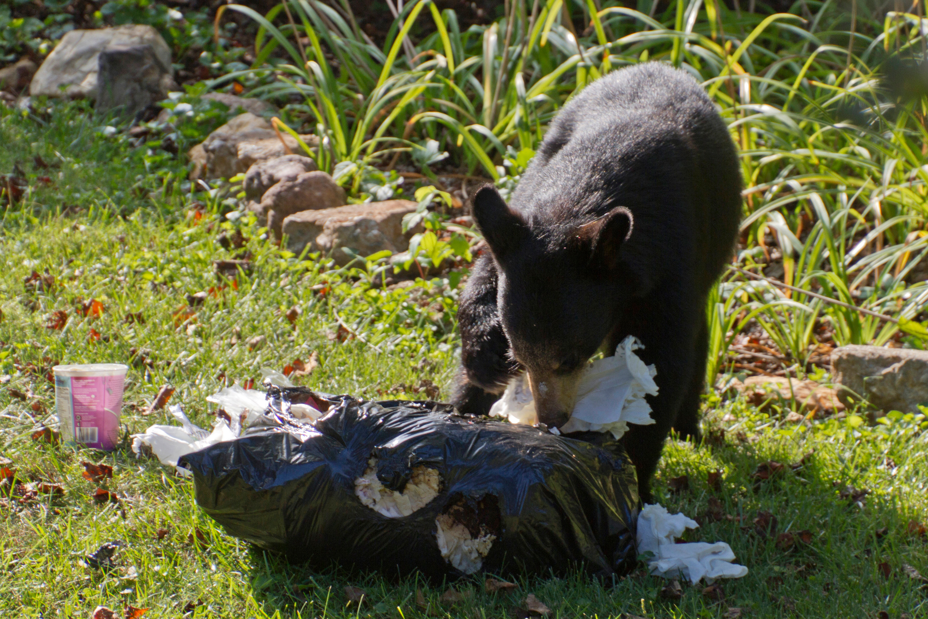 A black bear eats paper torn out of a residential garbage bag in summertime. (AwakenedEye via Getty Images)