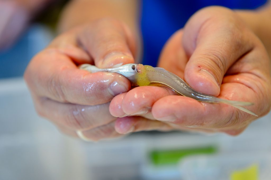 Hannes Baumann and his research team collect eggs and sperm from Atlantic Silverside fish at the Rankin Laboratory at the Avery Point campus. (Peter Morenus/UConn Photo)