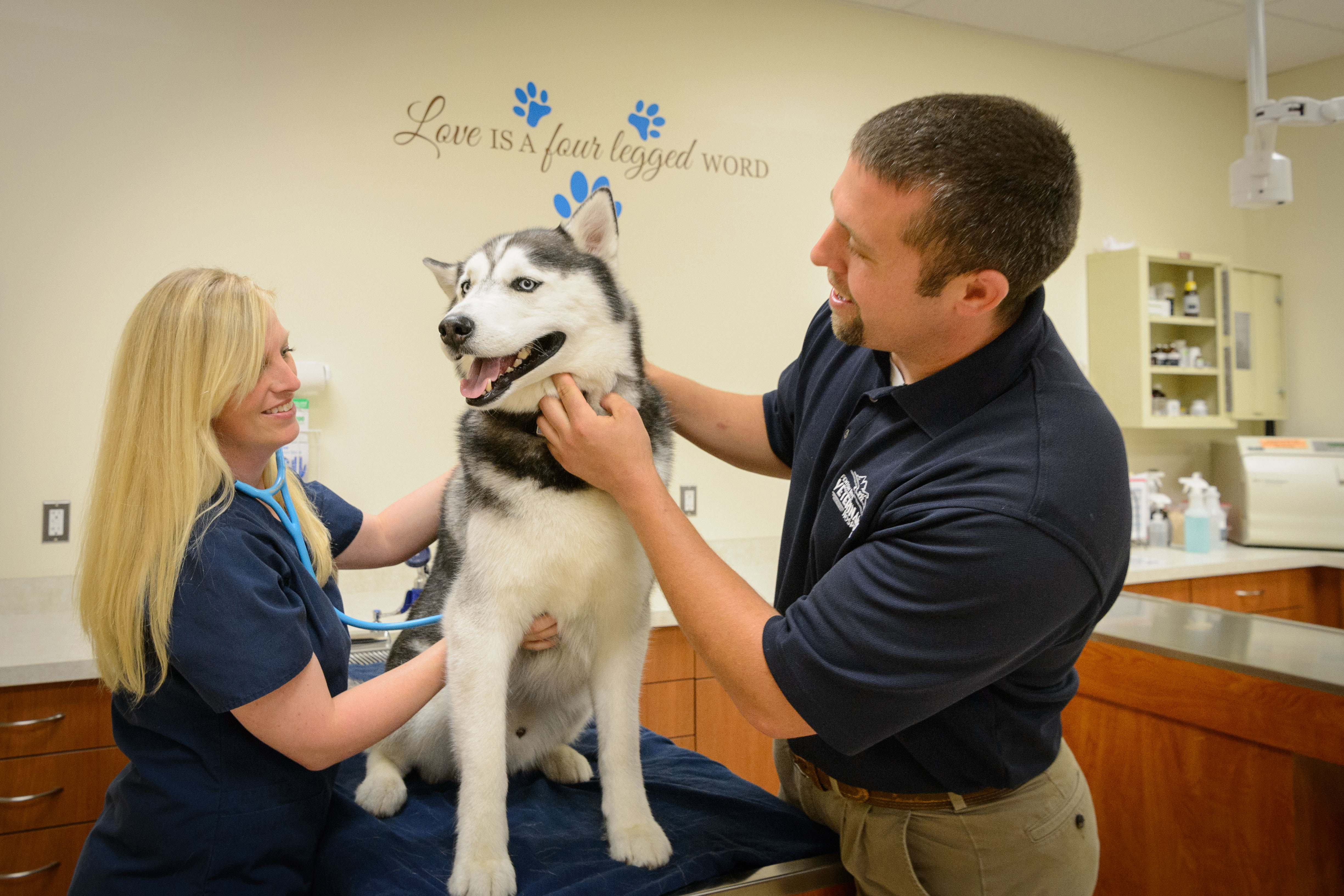 Veterinarians Heidi Morey '05 (CAHNR) and Scott Morey '06 (CAHNR) examine Jonathan XIV at Fenton River Veterinary Hospital in Tolland. (Peter Morenus/UConn Photo)