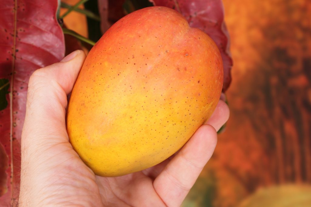 Mango being picked from tree. (Getty Images)