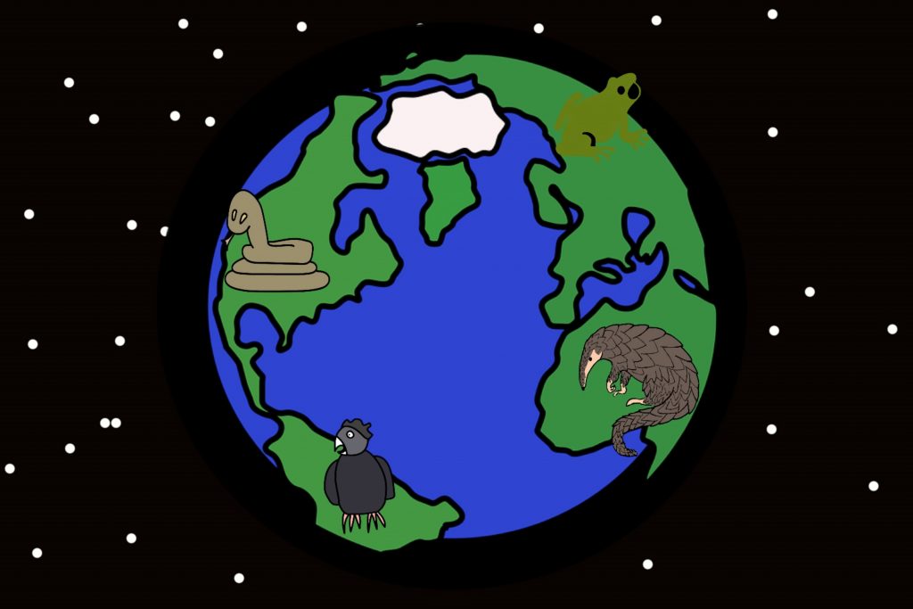 As forest edges multiply and deep forest shrinks, some edge-loving species like the boa constrictor are becoming invasive, while deep forest-dwellers like the Sunda pangolin are becoming at risk of extinction. (Image from an animated video, 'Biodiversity on the Edge'/ Imperial College London, ERC, and Newcastle University)