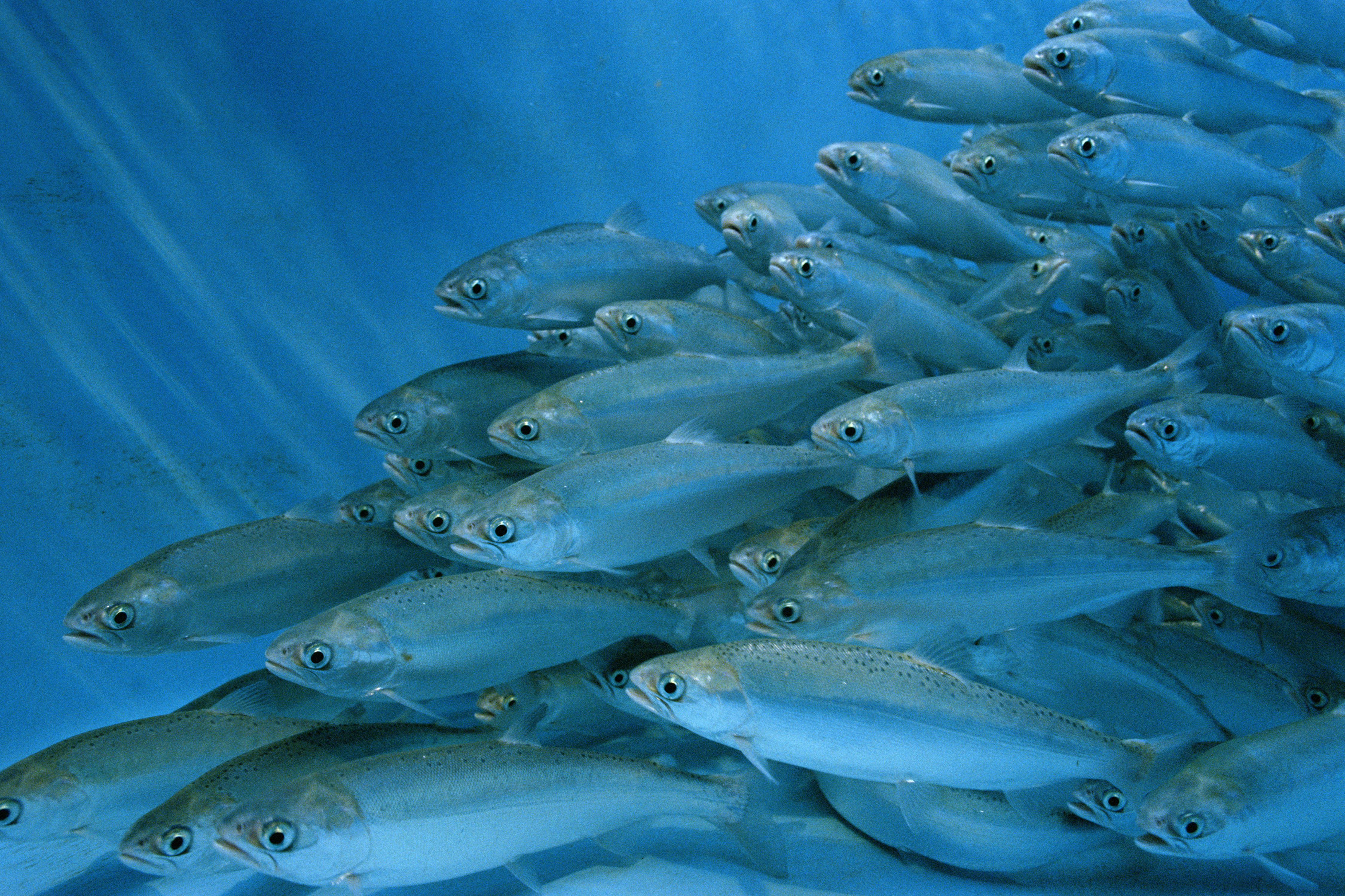 Sockeye salmon swimming in a hatchery in Idaho. (Natalie Forbes/Getty Images)