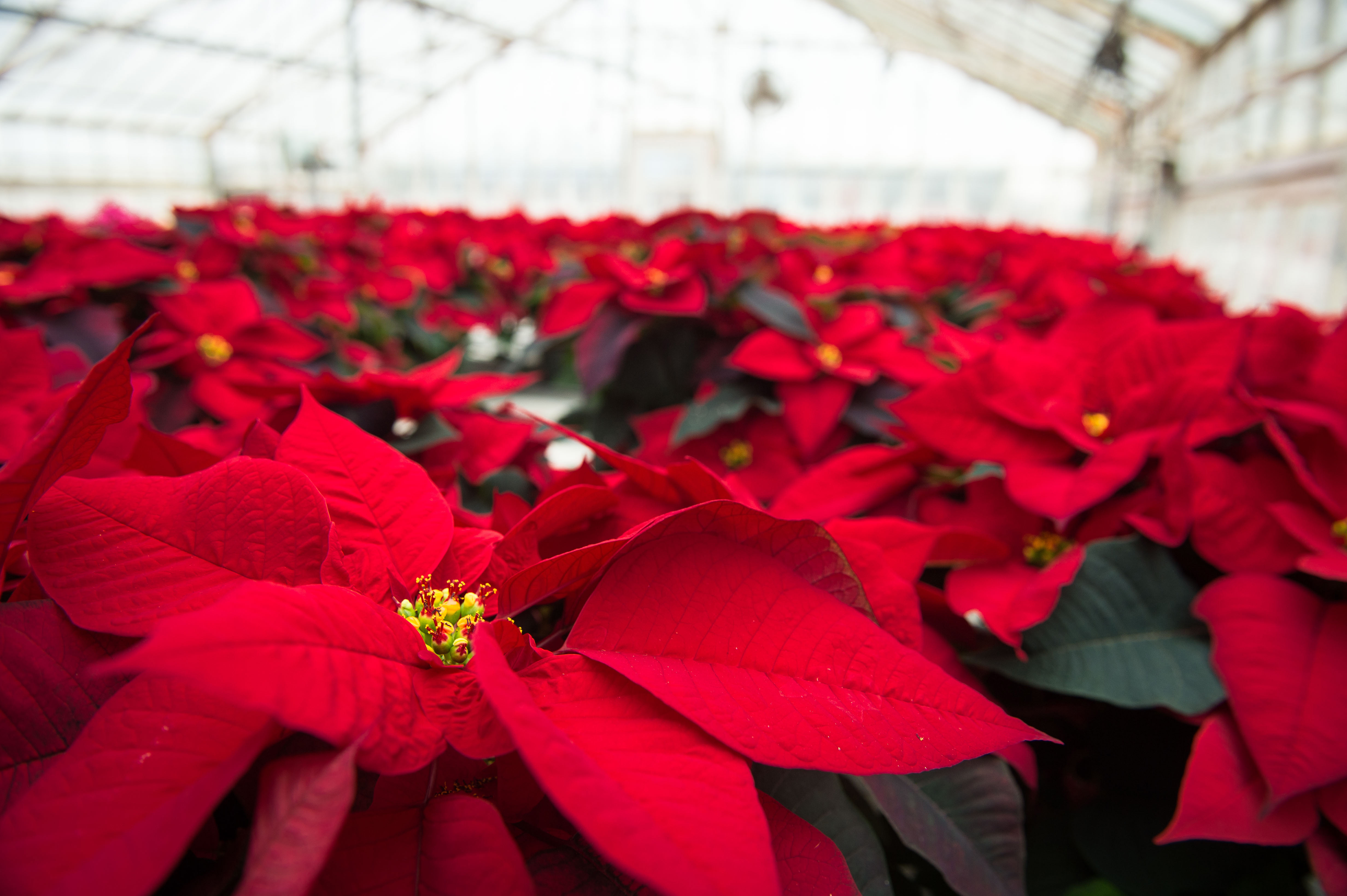 Poinsettias at the Floriculture Greenhouse on Dec. 22, 2016. (Peter Morenus/UConn Photo)