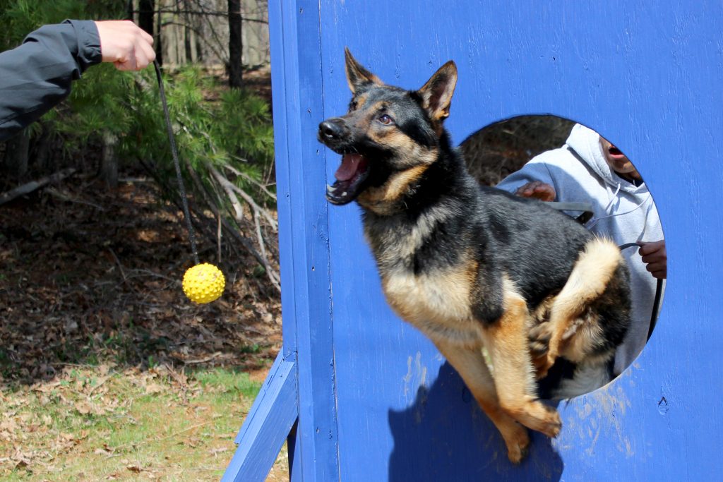 Officer Jonathan Santiago works with Ranger during agility training. (Photo supplied by UConn K-9 Unit)