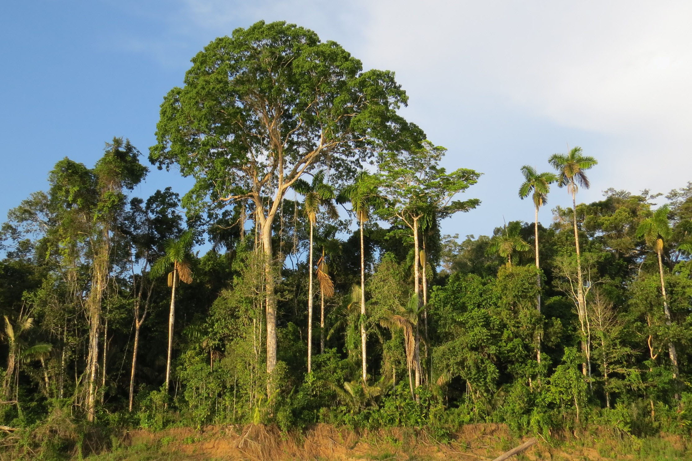 Floodplain forest. (Photo courtesy of Robert Bagchi)