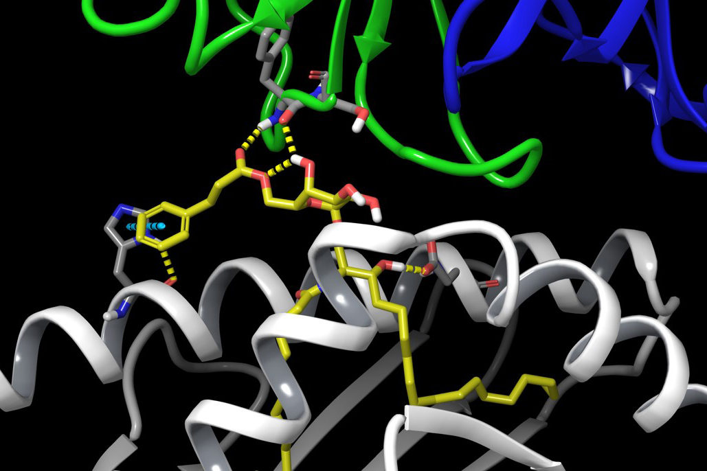 An illustration showing interactions between components of the AH10-7 compound (yellow), an immune system antigen presenting cell (gray) and an invariant natural killer T cell (green and blue) that spark activation of iNKT cells in “humanized” mice. (Image courtesy of Jose Gascon/UConn)