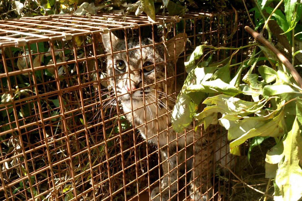 bobcat