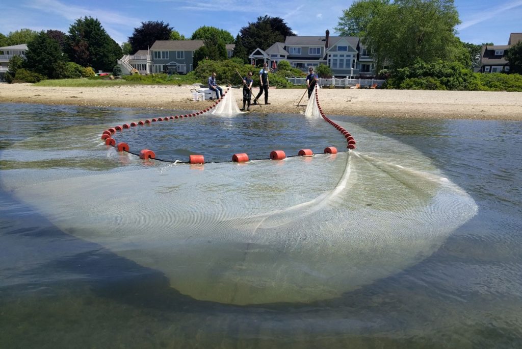 Hannes Baumann and his research team sampling silversides with a beach seine in Mumford Cove, CT. (Chris Murray/UConn Photo)