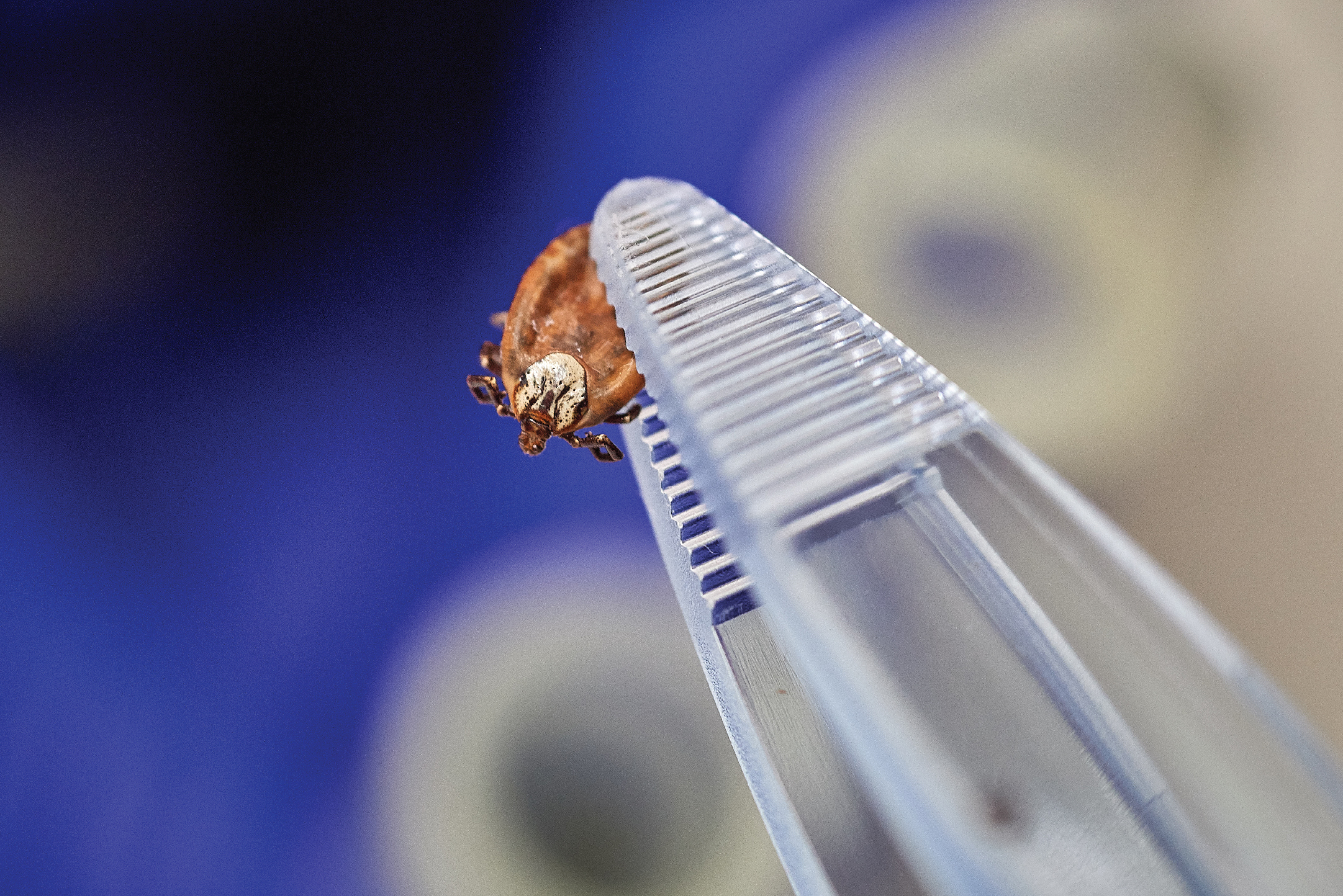 Tick held in tweezers.