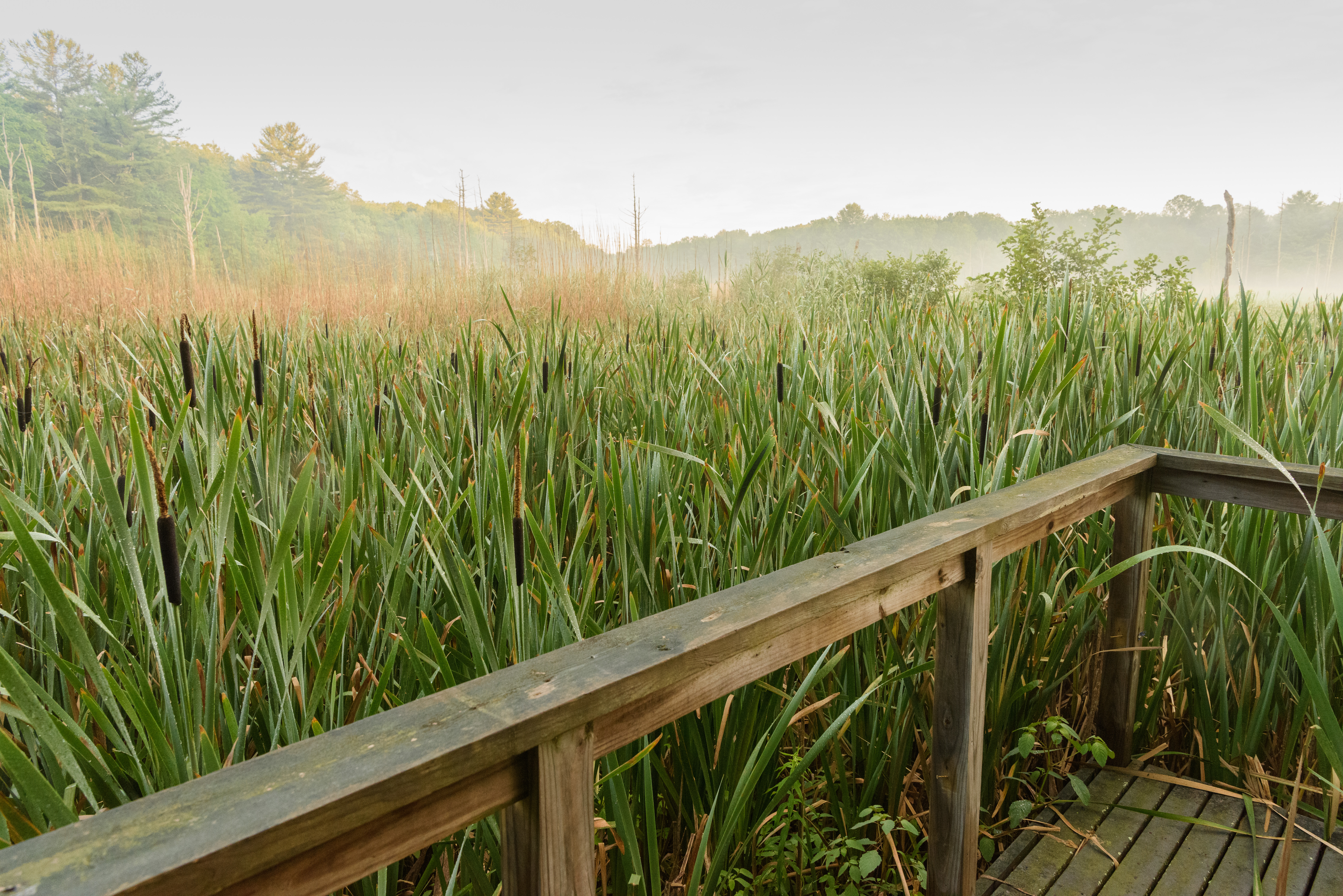 wetland at uconn