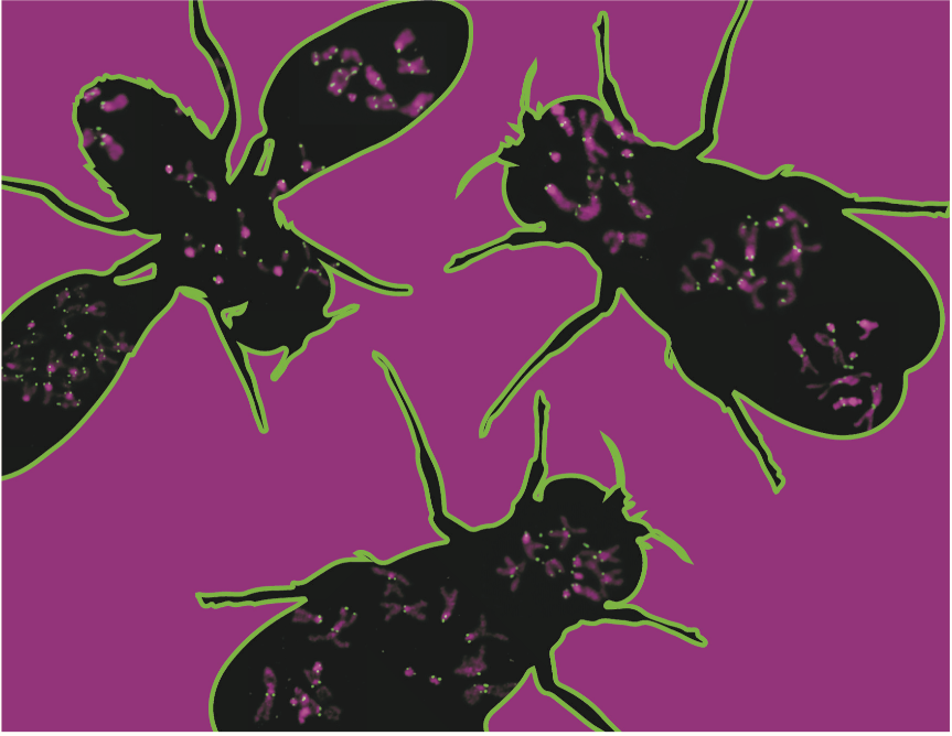 Fluorescence images of mitotic cells with de novo centromeres from Drosophila melanogaster larval brains. The chromosomes are stained with DAPI (DNA, magenta) and CENP-C antibodies (kinetochore protein, green) and are shown within the outlines of fruit flies.