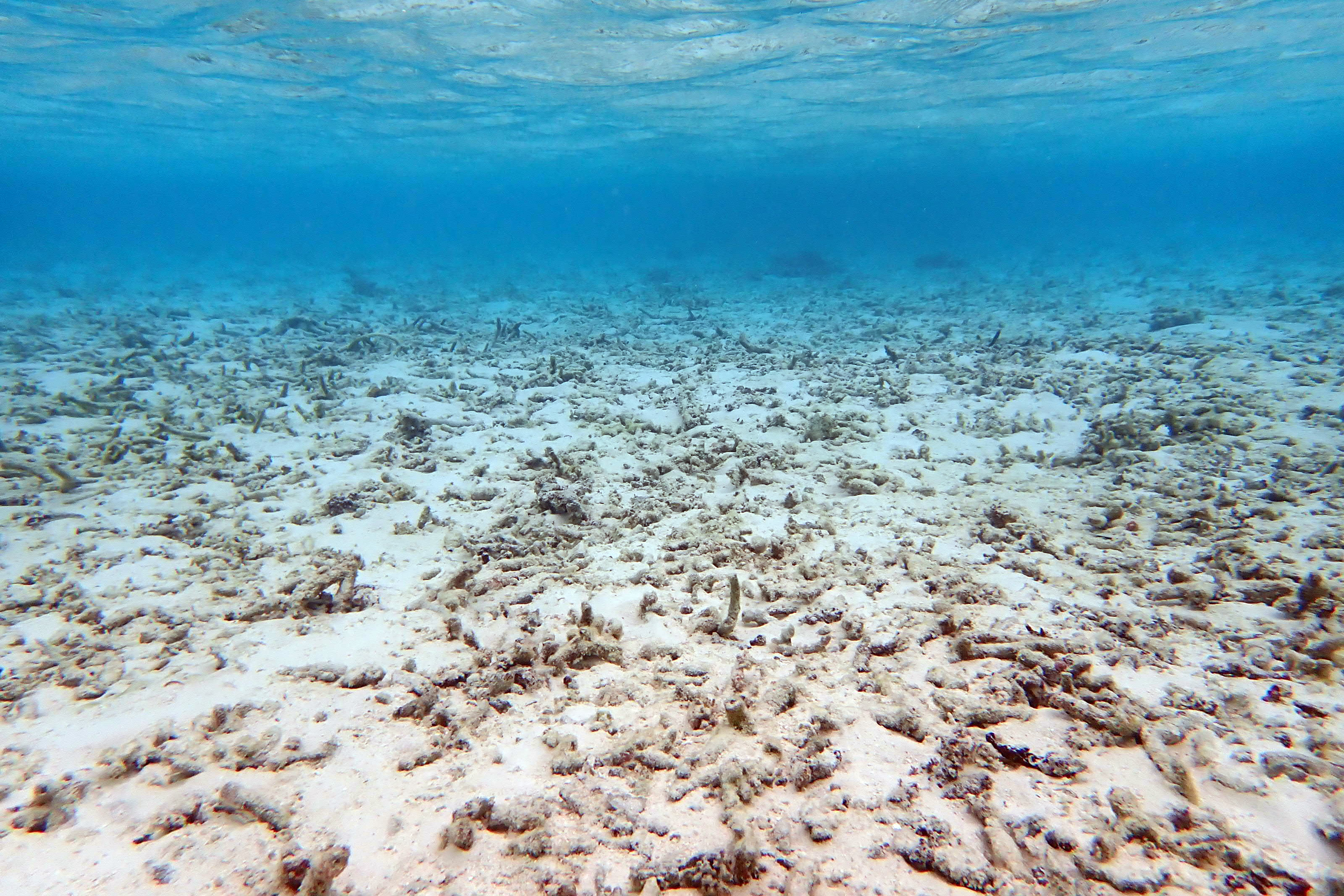 A dead coral reef in the Maldives, the result of climbing global temperatures.