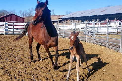 Horses