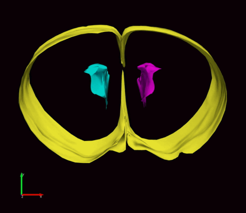 Scan image of a mouse brain