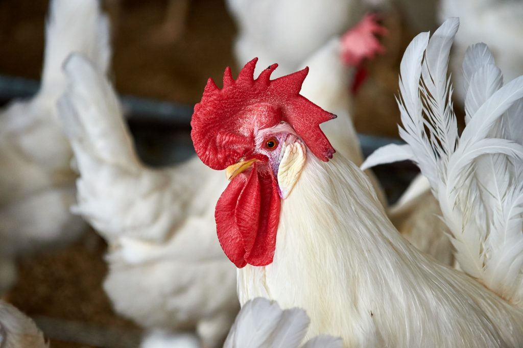 White leghorn roosters with chickens at the Poultry Unit