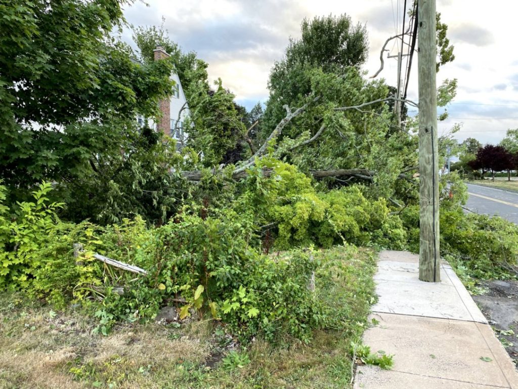 A tree down across power lines.