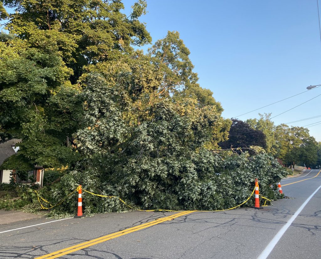 A large tree limb fallen in a residential street, flanked by orange traffic cones.