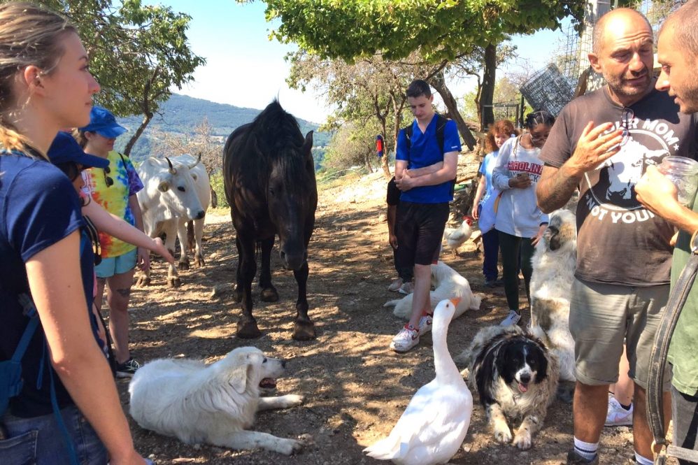 Students in countryside with animals