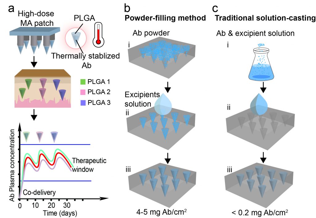 Load it up. Column (a) shows how the high dose, slow release microneedle antibody patch (MA) works. PLGA is a biodegradable polymer that can be tuned to degrade faster or slower. The middle image shows microneedles made of differently tuned PLGA represented by different colors. The graph on the bottom shows how the patch keeps blood levels of antibodies (Ab) in a certain range, with little spikes as the different PLGA microneedles dissolve and release their antibodies into the bloodstream over 30 days. Column (b) shows the high dose powder-filling method the team developed. It can deliver doses of 4 to 5mg of antibodies per square centimeter of patch. The traditional technology shown in column (c) can deliver only much lower doses.